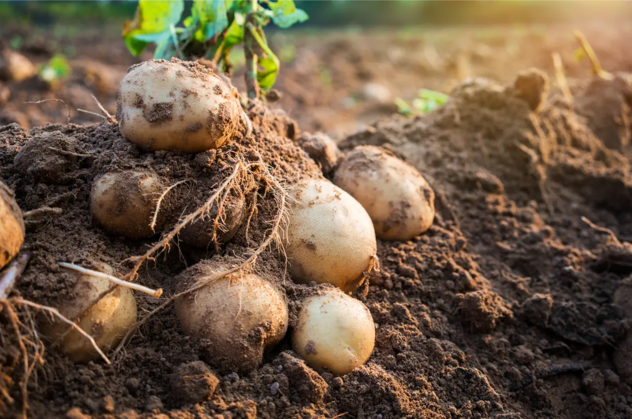 Best Seed Potatoes for Beginners